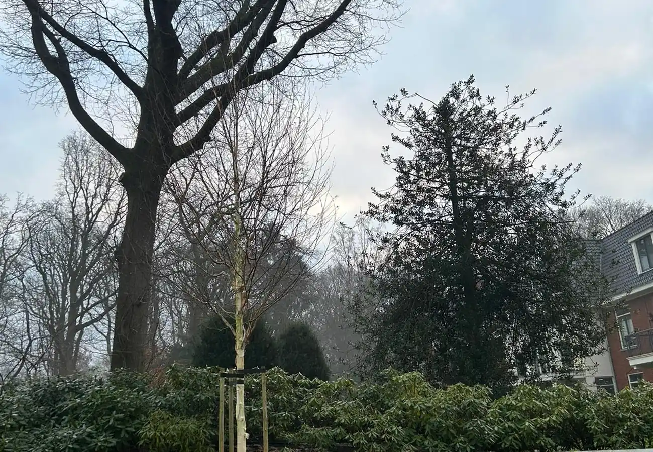 Groenafvalcontainer van 033Containers.nl geplaatst naast de border tijdens het winterklaar maken van de tuin, met een pas geplante berk en een geknotte boom op de achtergrond.